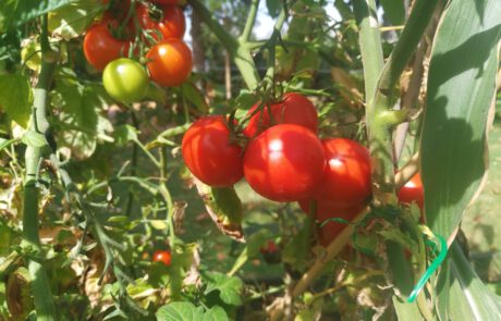 Tomaten planten
